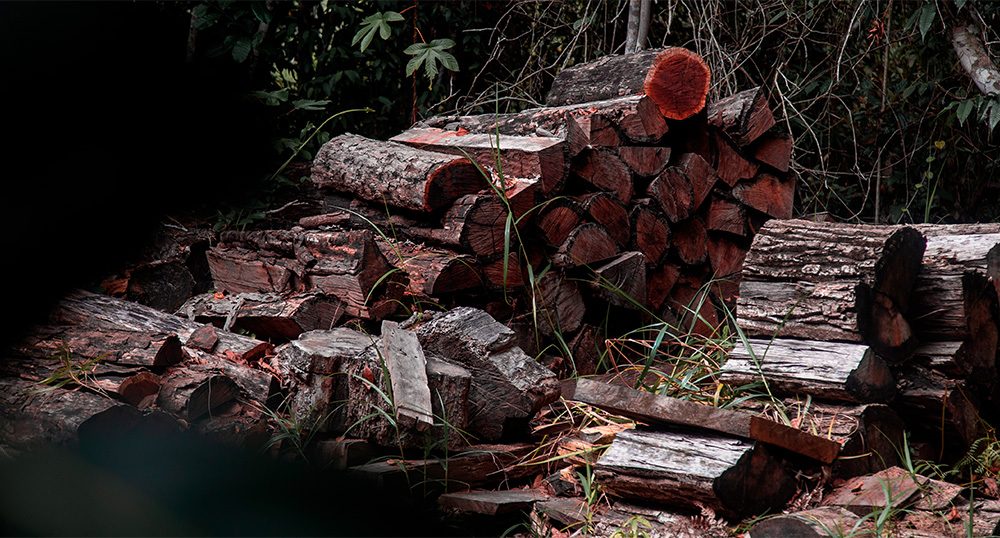 Violin on display at PNPB visitor center