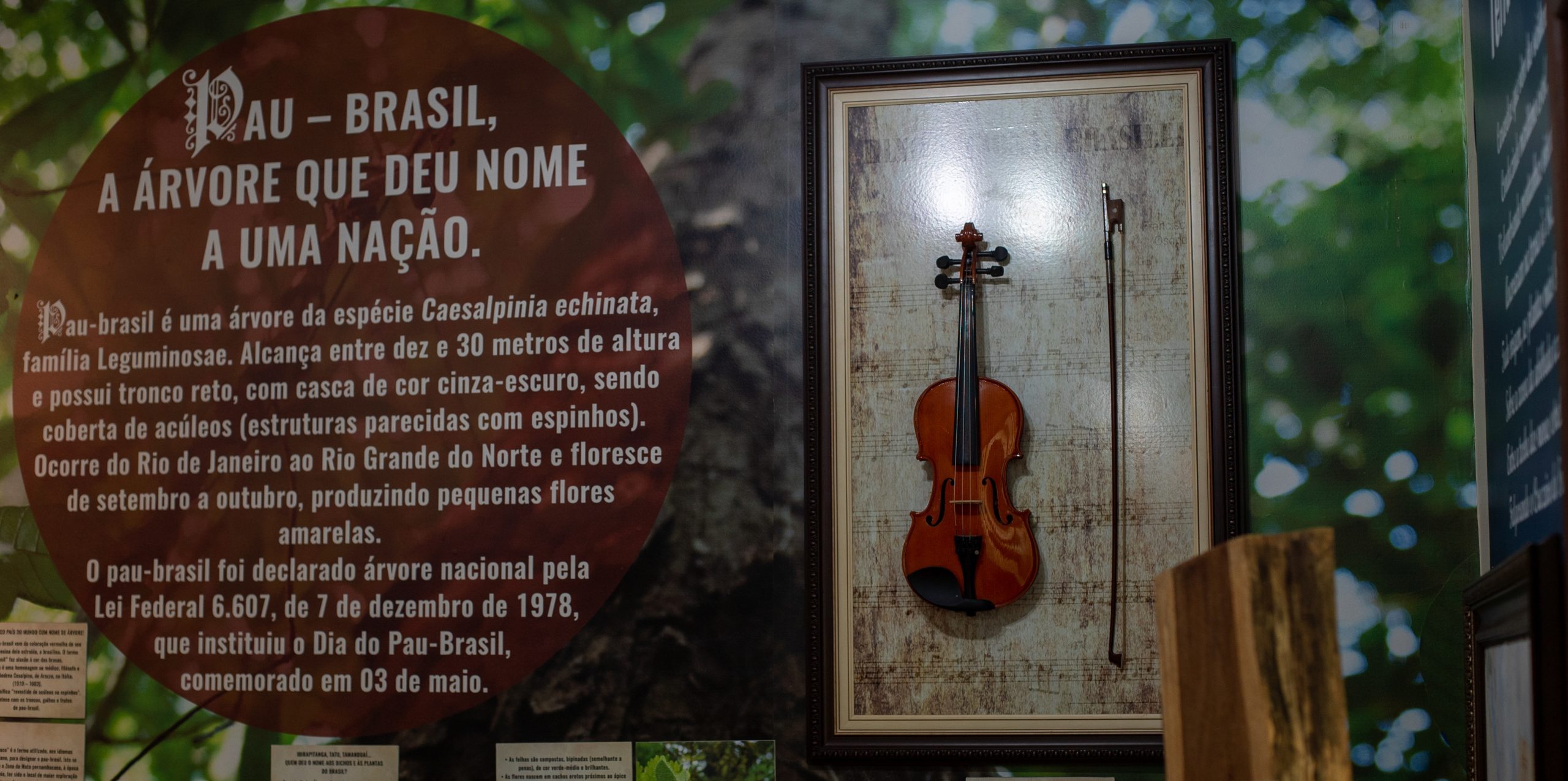 Illegal wood depot at the park